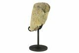 Partial, Fossil Hadrosaur Metatarsal w/ Stand - South Dakota #294785-1